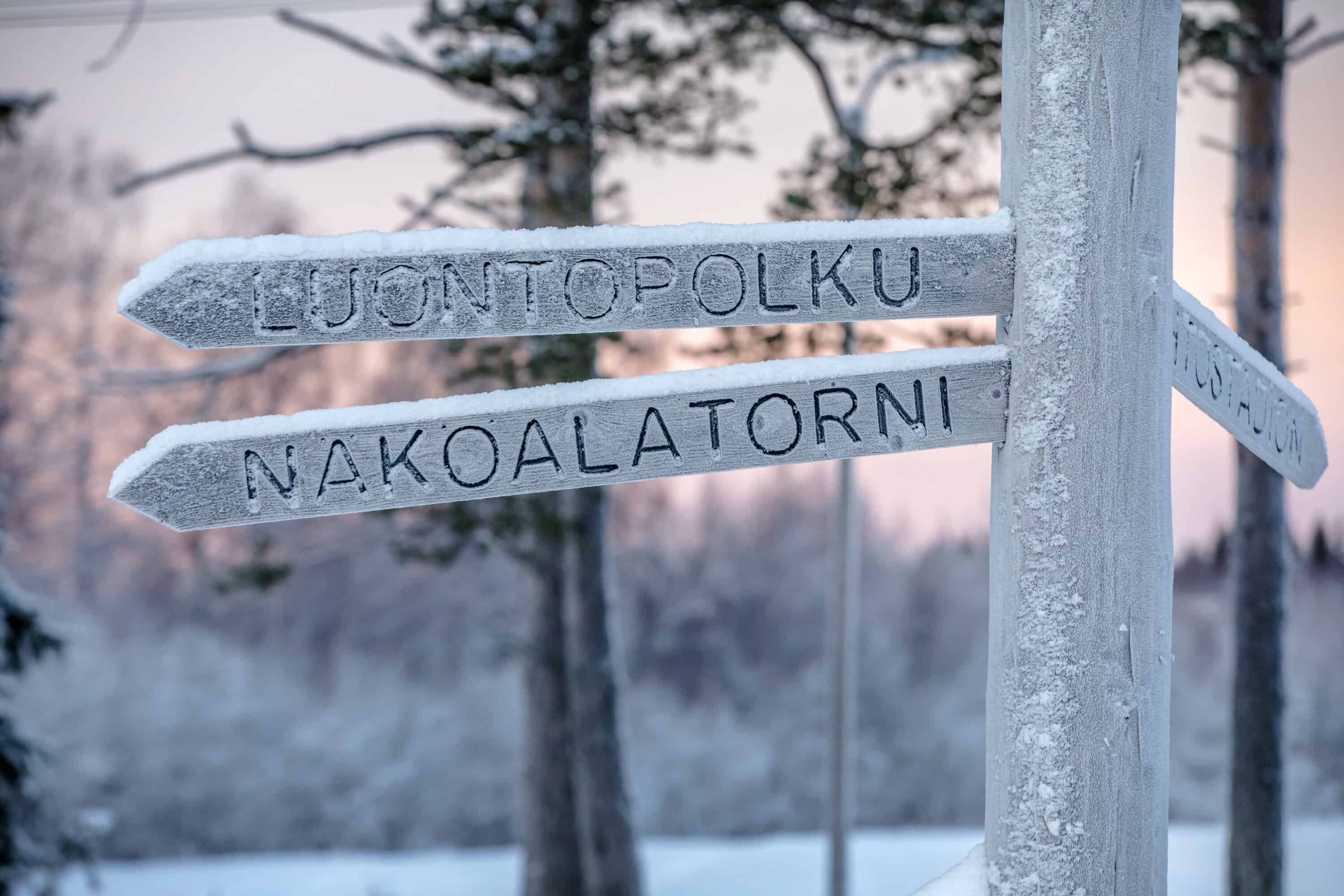 Puisia tienviittoja talvisessa lumisesssa metsässä. Viitat ohjaavat luontopolulle ja näköalatorniin.