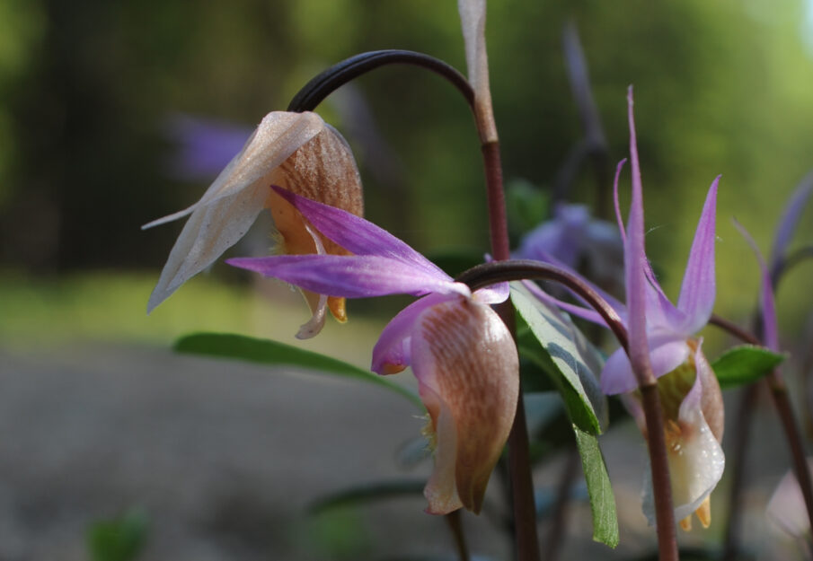 Lähikuvassa neidonkenkäkasvin violetin ja valkoisen värinen kukinto.