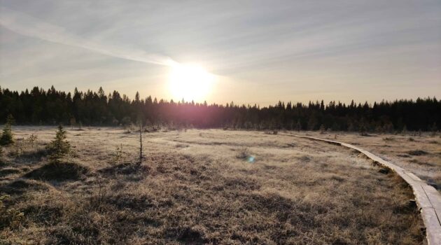 Huurteinen suomaisema, oikealla pitkospuut, keskellä matalalta paistava aurinko.