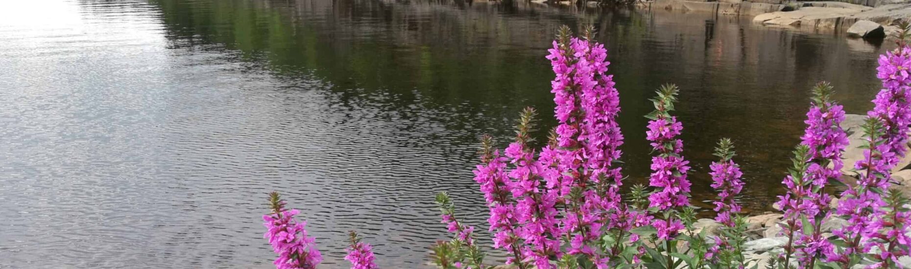 Etualalla violetteja horsmankukkia, taustalla kallioista rantaa.