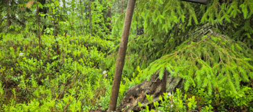 Metsäkahvila Kivaloilla 6.9.2025