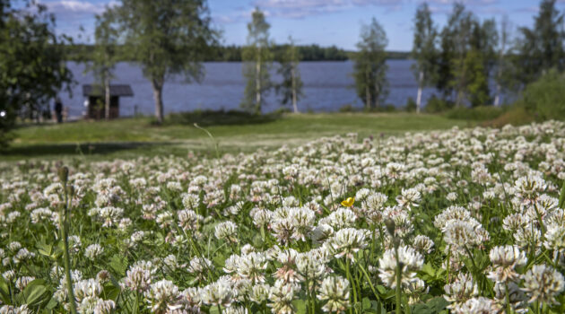 Kyläjuhlat Juopperin Kartanon pihalla Itäkoskella
Apilapelto