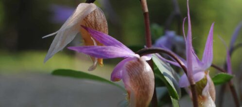 Lähikuvassa neidonkenkäkasvin violetin ja valkoisen värinen kukinto.