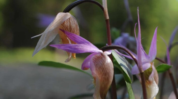 Lähikuvassa neidonkenkäkasvin violetin ja valkoisen värinen kukinto.